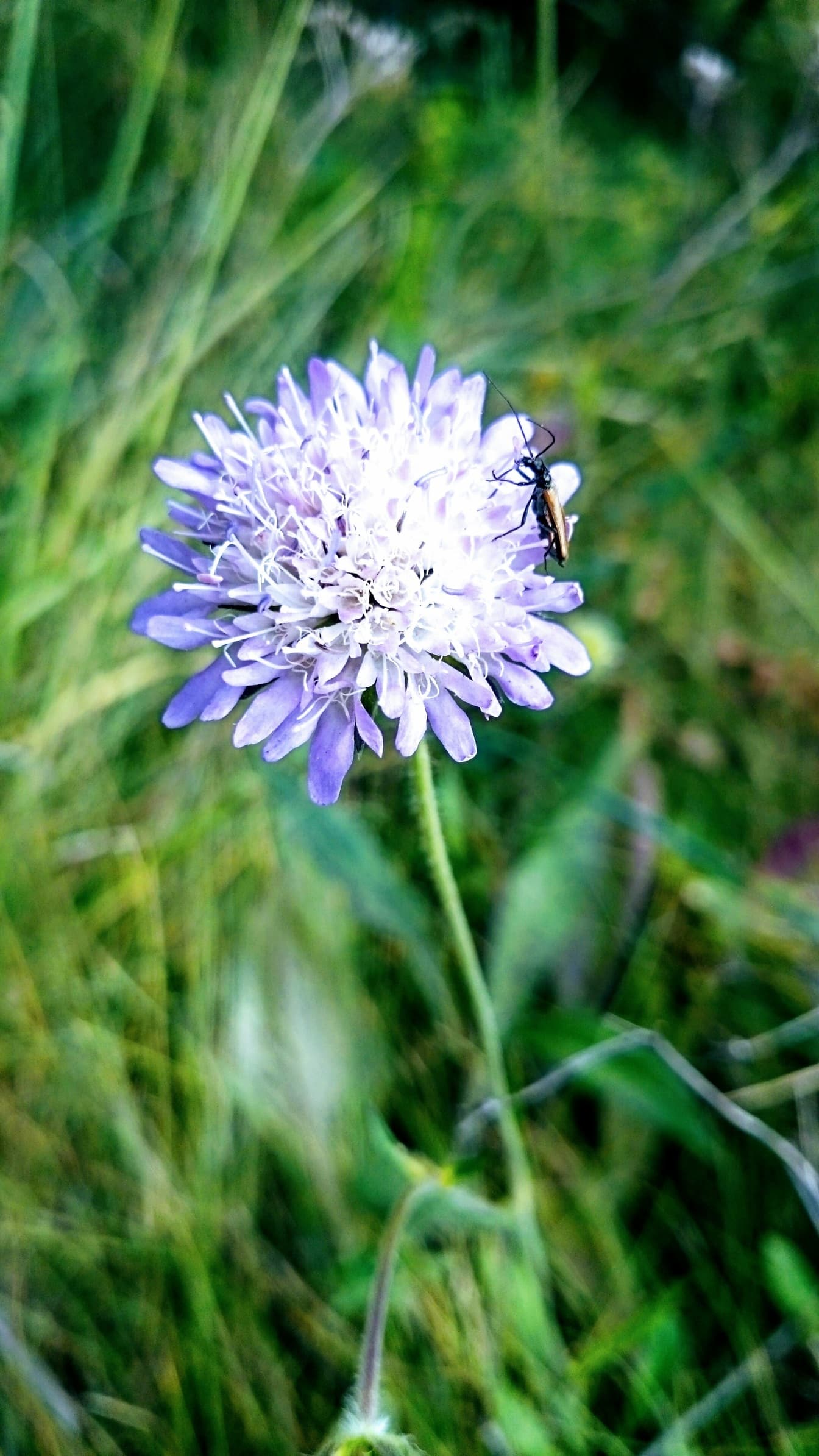 Flor silvestre arroxeada brilhante com pequeno inseto sobre ele