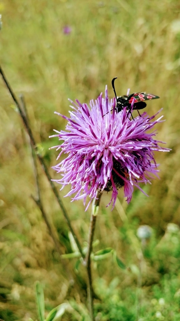 Six-spot burnet (Zygaena filipendulae) insect on purplish wildflower