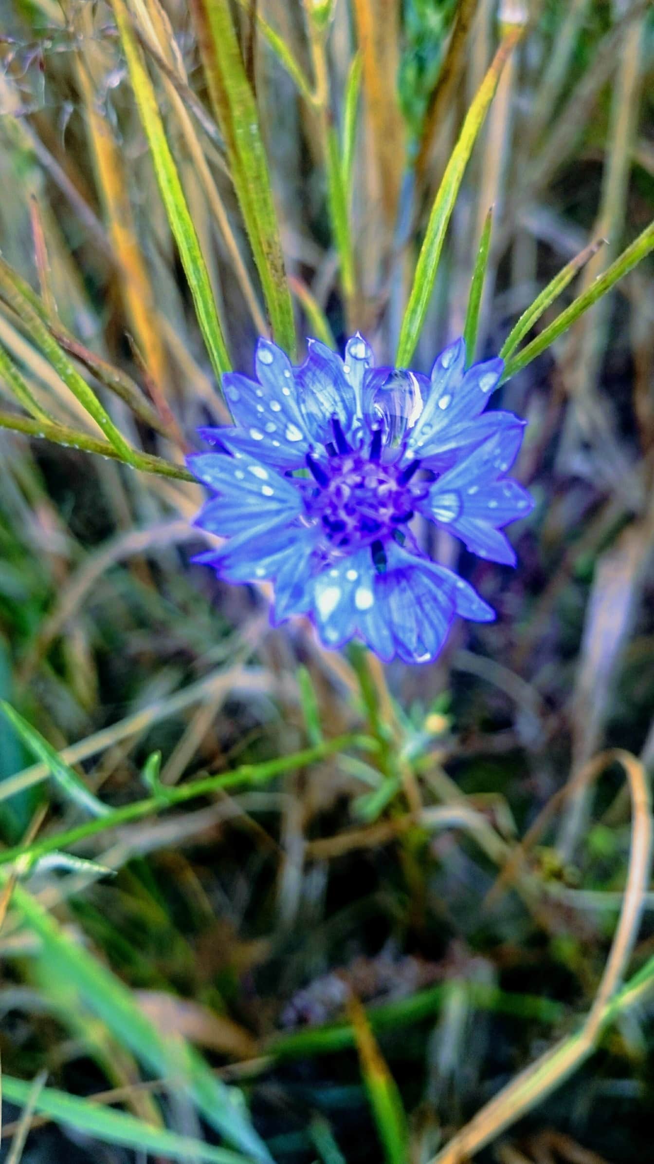 Kapky vody na mokrých okvětních lístcích nebo na tmavě modré divoké květině