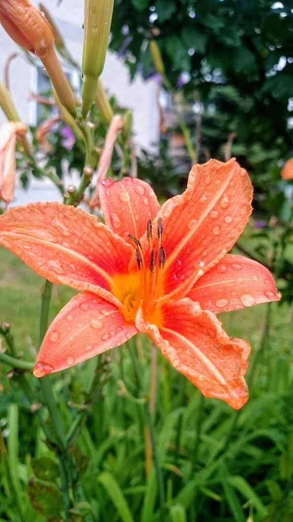 Orange day-lily (Hemerocallis fulva) with waterdrops on orange yellow petals