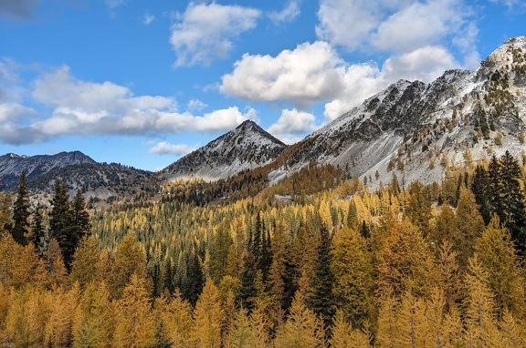 Conifer forest at autumn season on mountain slope