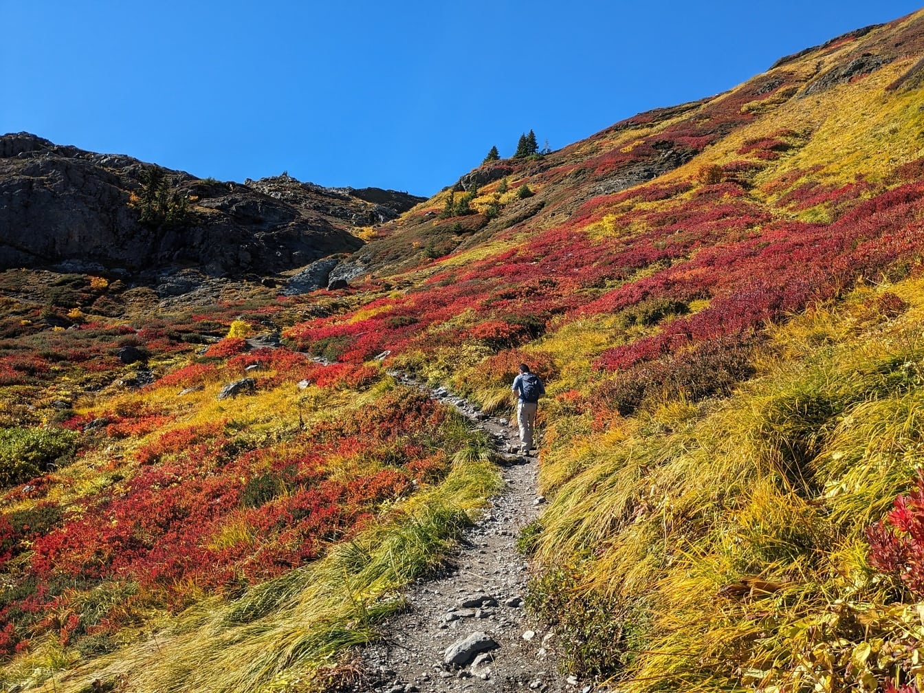 オレンジイエローの紅葉で斜面をハイキングする登山者