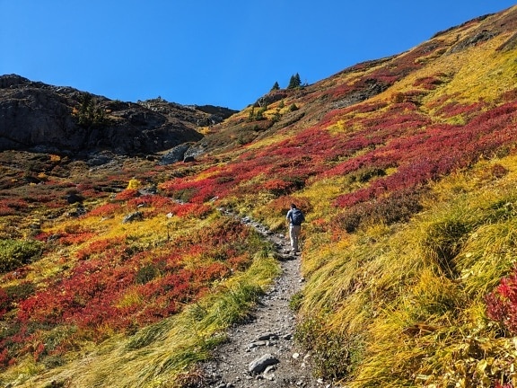 Caminhada de alpinista na encosta em cores de outono amarelo laranja
