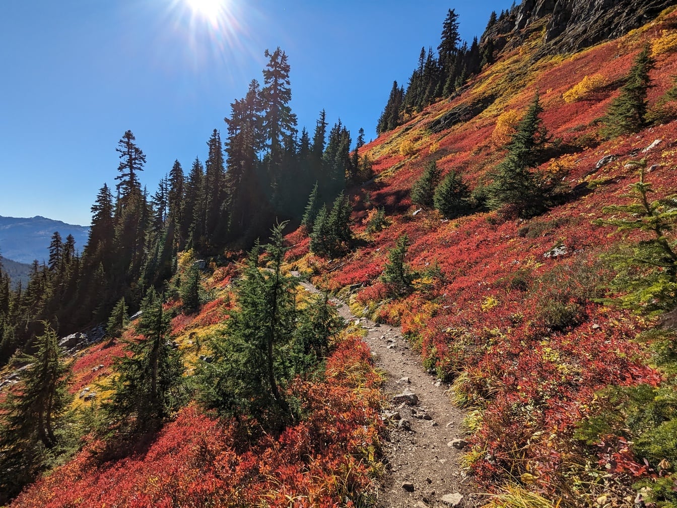 Sárga őszirózsa Butte ösvény a hegyekben az őszi szezonban