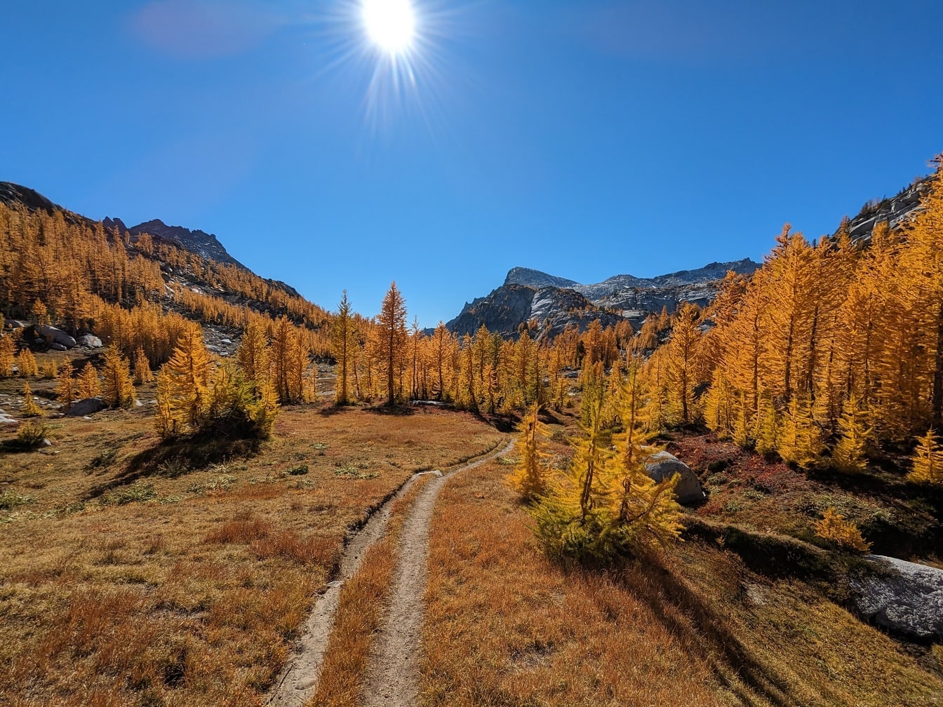 Langit biru cerah dengan jalan hutan pinus di musim gugur