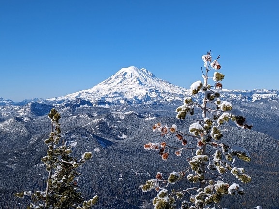 Ramos de coníferas com neve com montanhas como fundo
