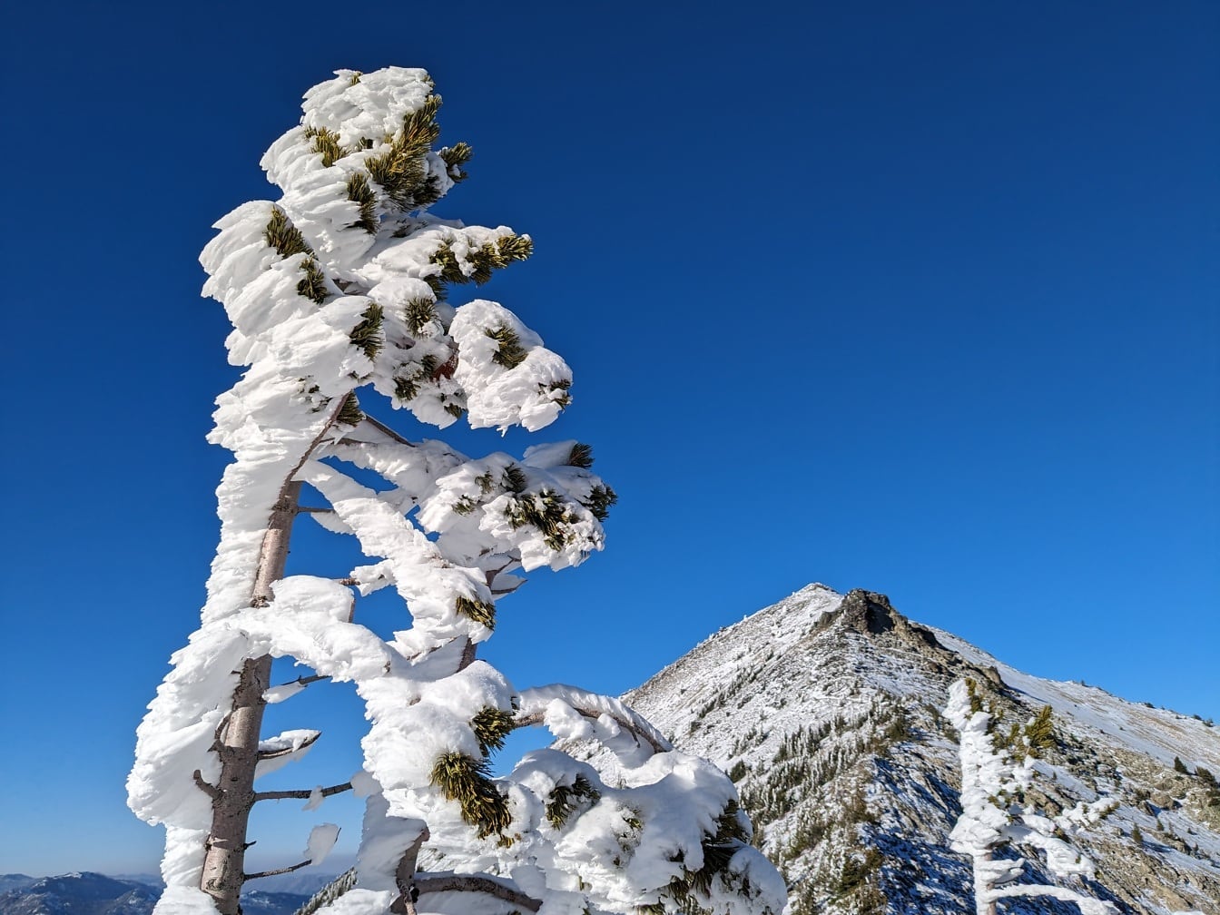 针叶树枝与冰冻的雪，深蓝色的天空为背景