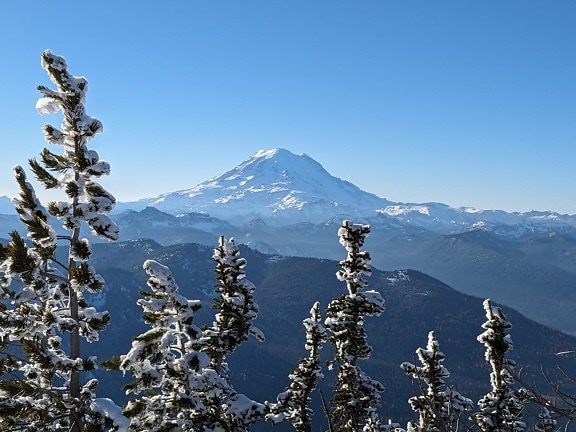 Verschneite Nadelbäume mit gefrorenen Bergen im Hintergrund