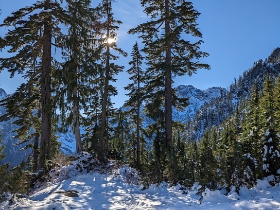 Foresta di conifere nevosa in montagna sull’acqua bella soleggiata