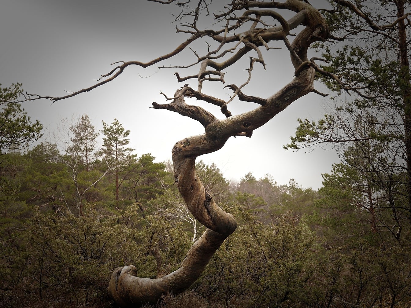 Pohon bengkok dengan cabang bentuk terdistorsi kering