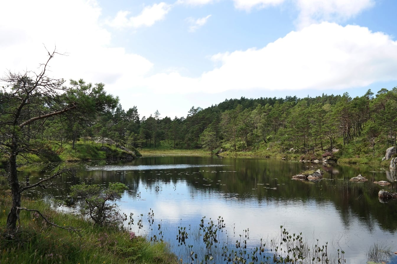 Letní den v lese s panoramatem jezera