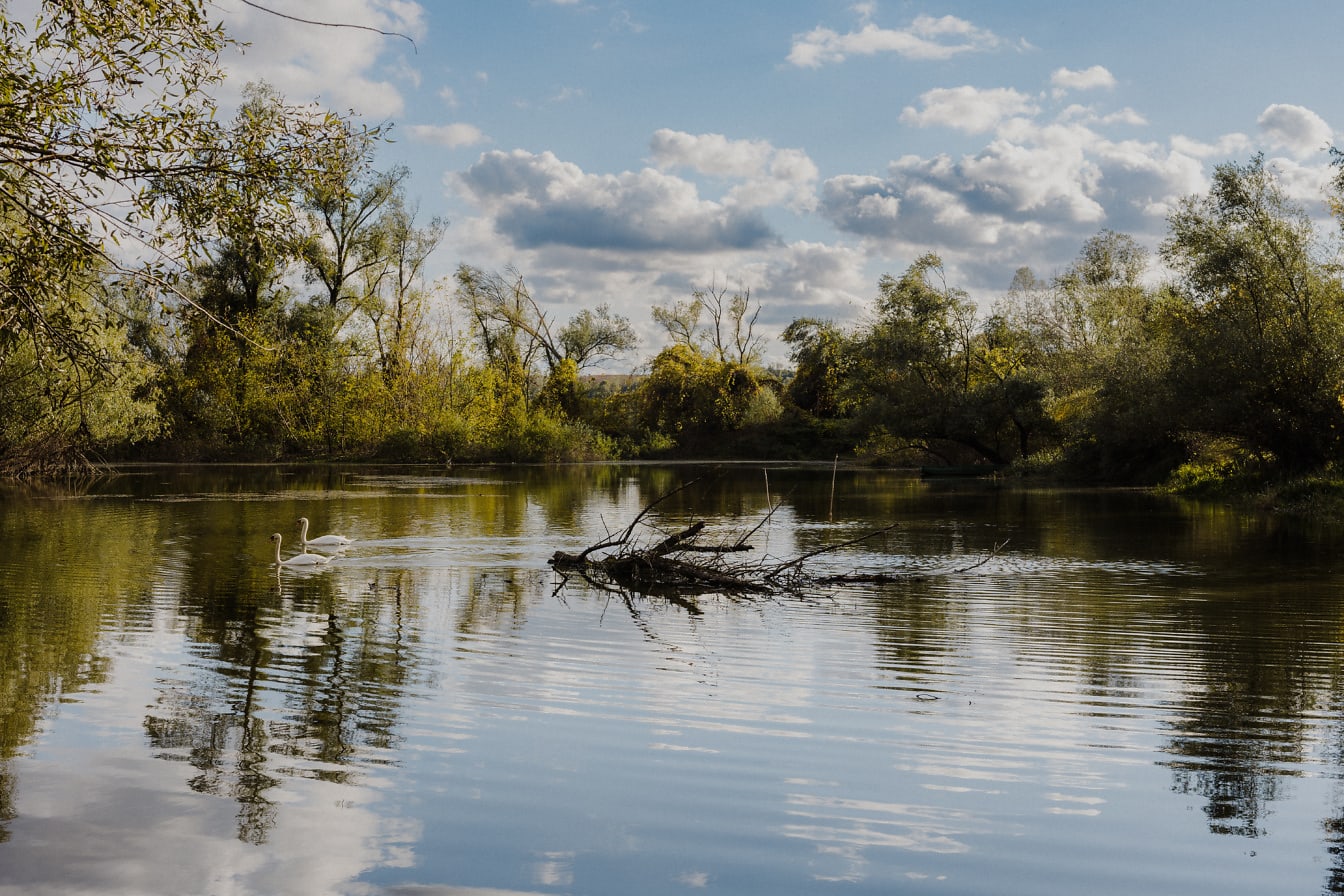Ветви коряг на спокойной реке на фоне лебедей