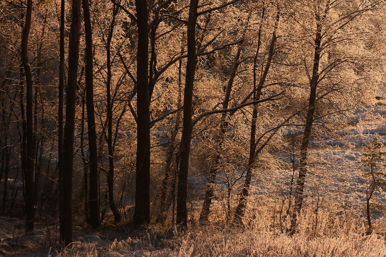 Παγετός στο δάσος στο πρωινό φως του ήλιου