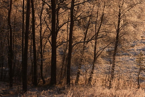 Frost in the forest at morning sunlight