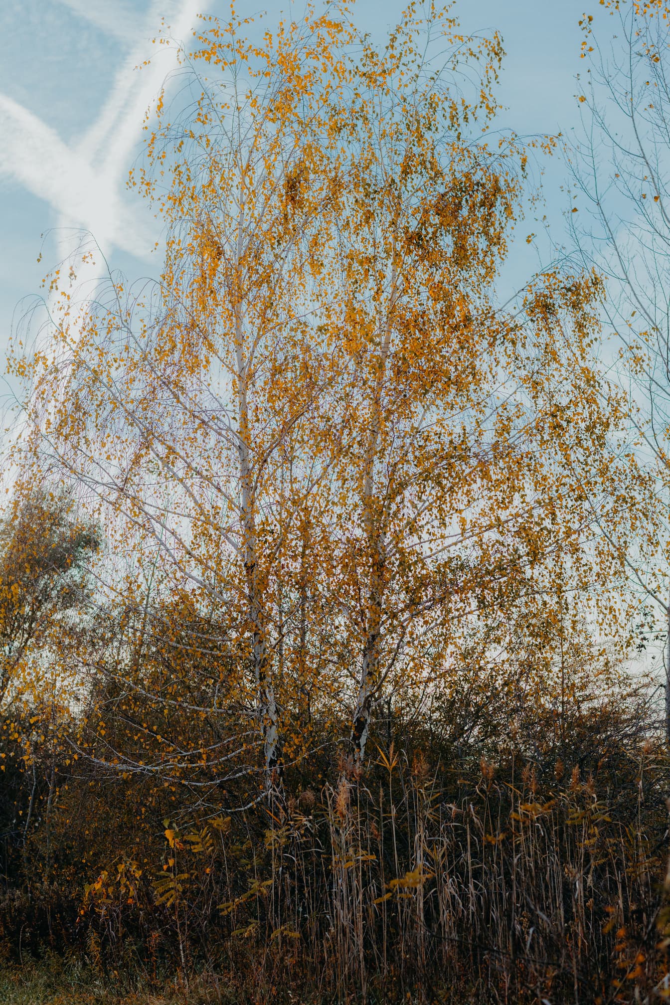Hohe Birke mit orangegelbem Laub in der Herbstsaison