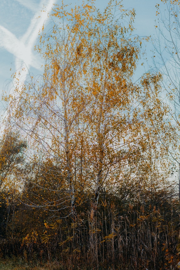 vysoký, strom, bříza, oranžově žlutá, listy, podzimní sezóna, krajina