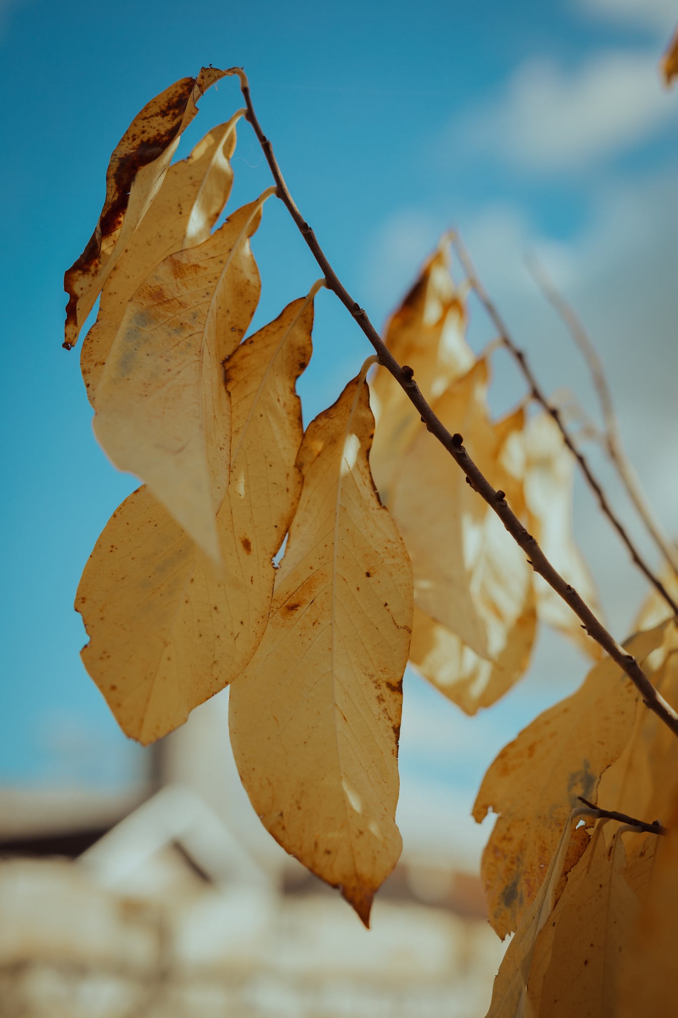 Gelblich-braune Blätter auf trockenen Zweigen in der Herbstsaison Nahaufnahme
