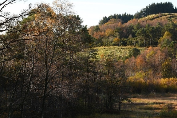 ensoleillée, journée, octobre, saison de l'automne, flanc de coteau, arbre, paysage