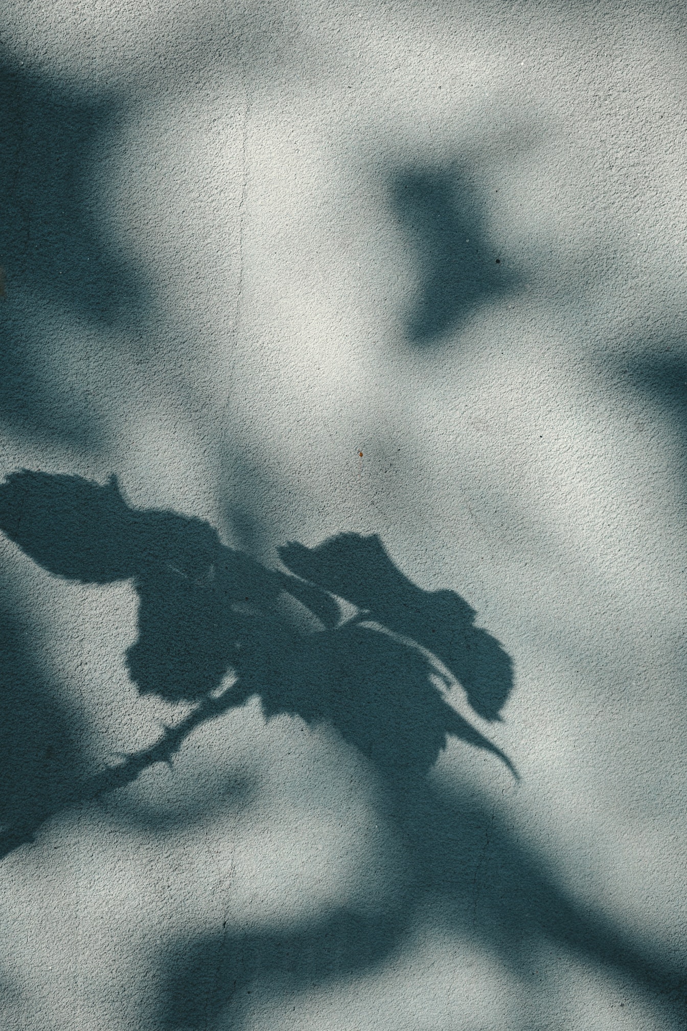 Silhouette dell’ombra delle foglie sulla struttura grigia della parete di cemento