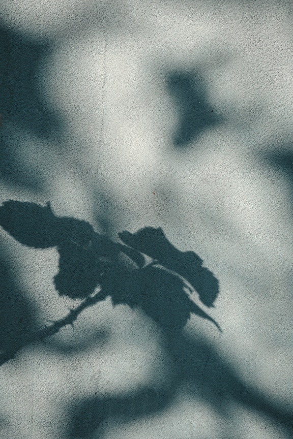 Shadow silhouette of leaves on grey cement wall texture