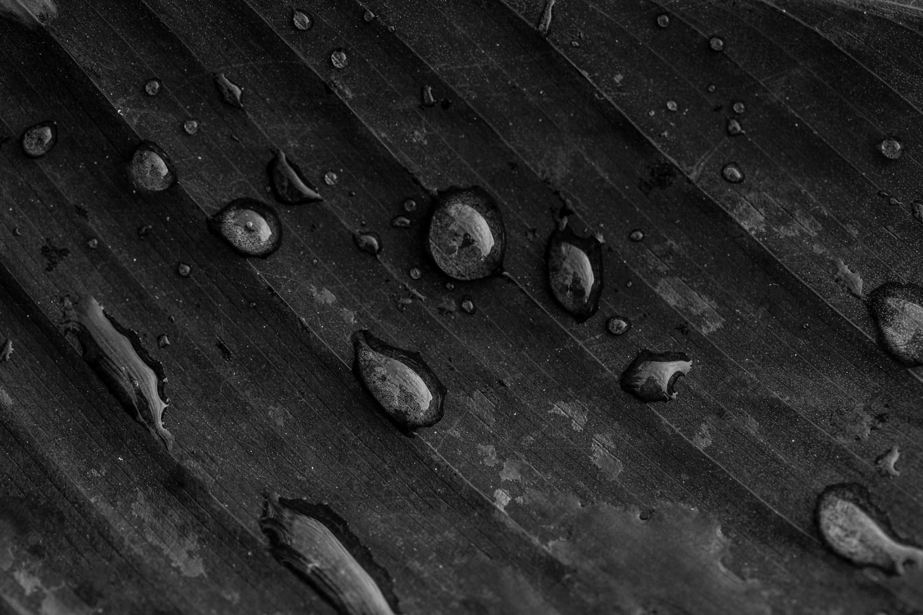 Monochromes Makro von Regentropfen auf Blattnahaufnahme