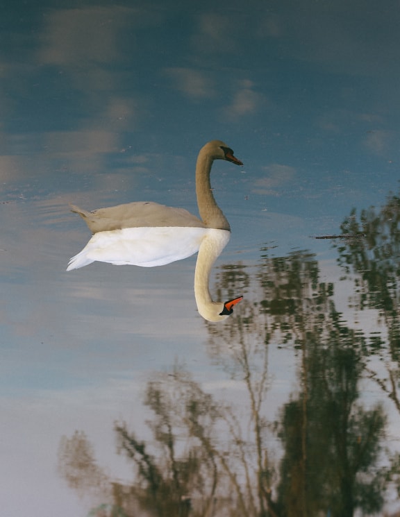 bijela, labud, odraz, voda, rotacija, slika, vodena ptica