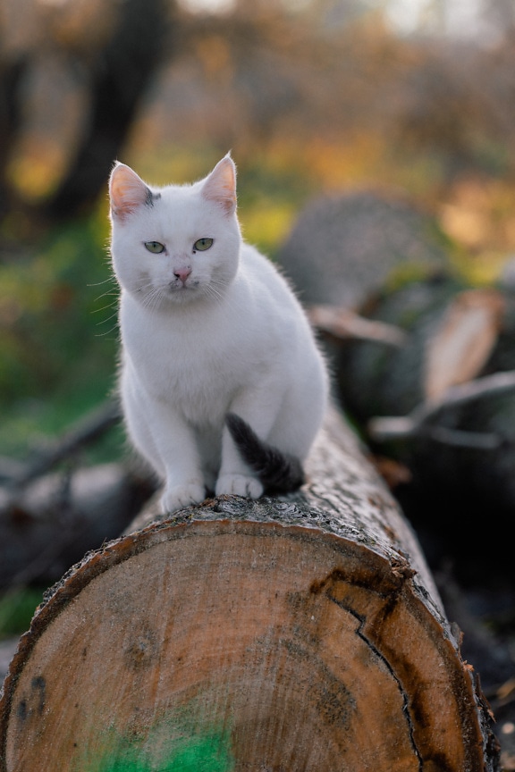 Weiße Katze mit grünlichen Augen sitzt auf Feuerholz