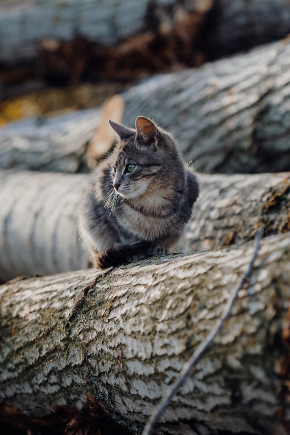 Adorable young tabby domestic cat on tree trunk