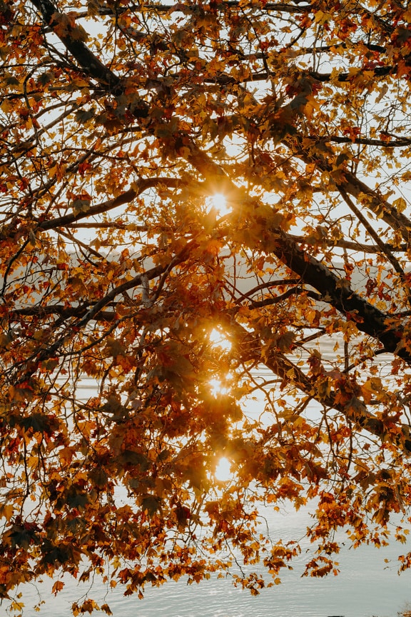 나뭇가지와 나무의 황갈색 잎에 태양 광선