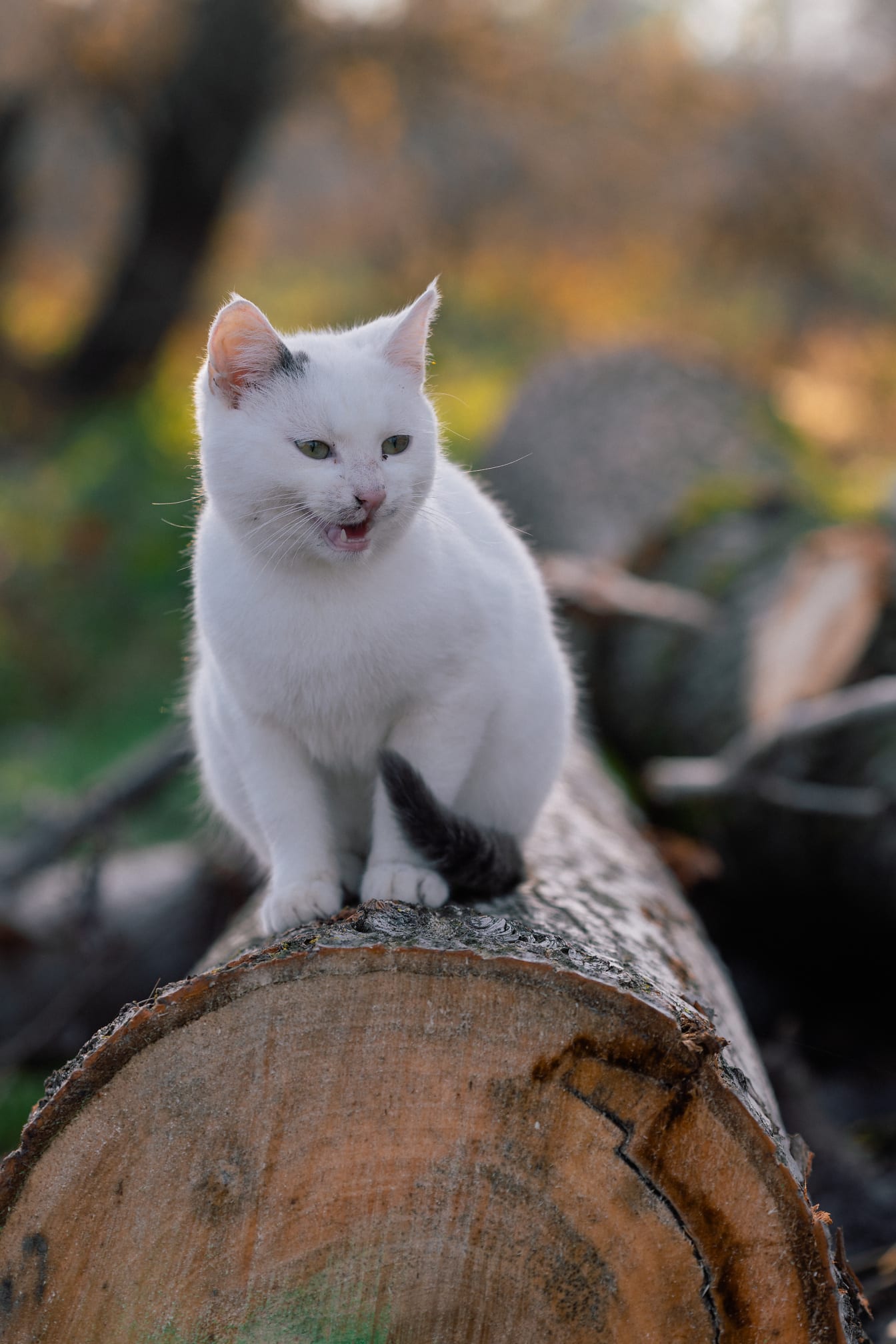 Bedårande vit på trädstam katt som nyfiket ser