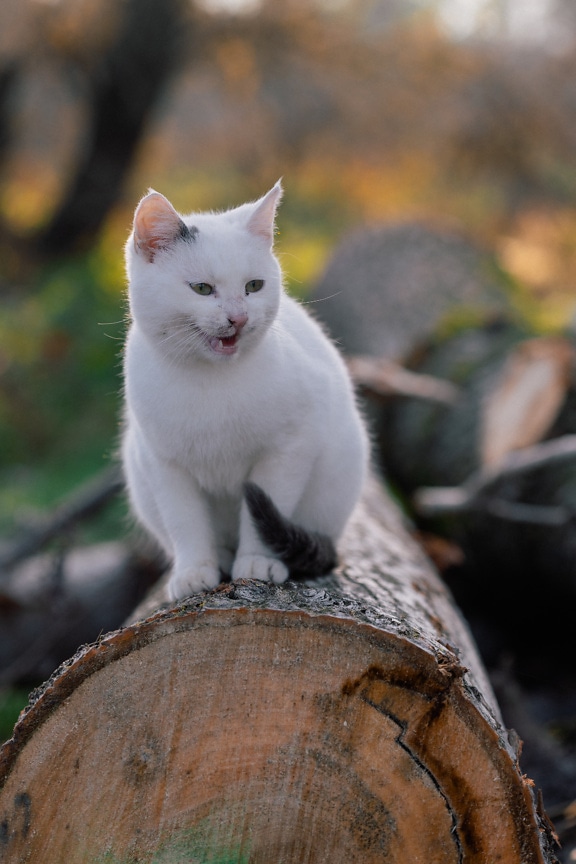 Entzückende weiße Katze auf Baumstamm, die neugierig aussieht