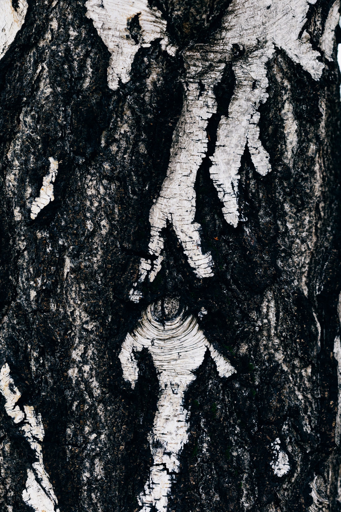木の幹の上の白樺の樹皮の黒と白の質感、クローズアップ写真
