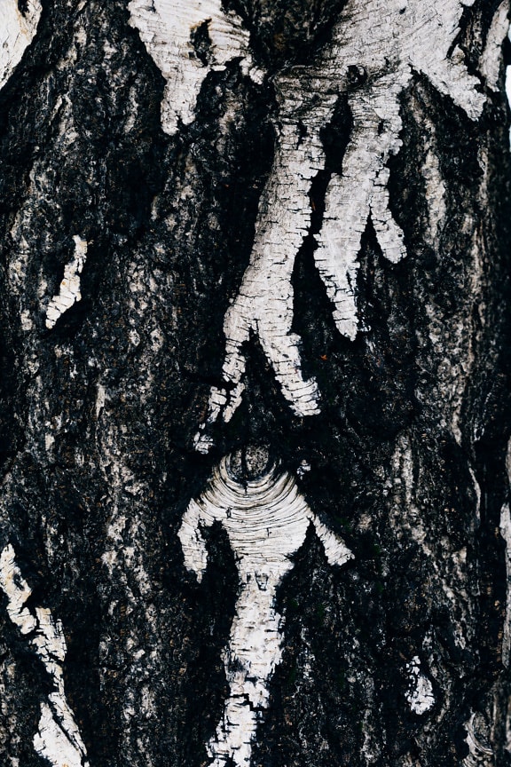 Black and white texture of birch bark on tree trunk close-up photo