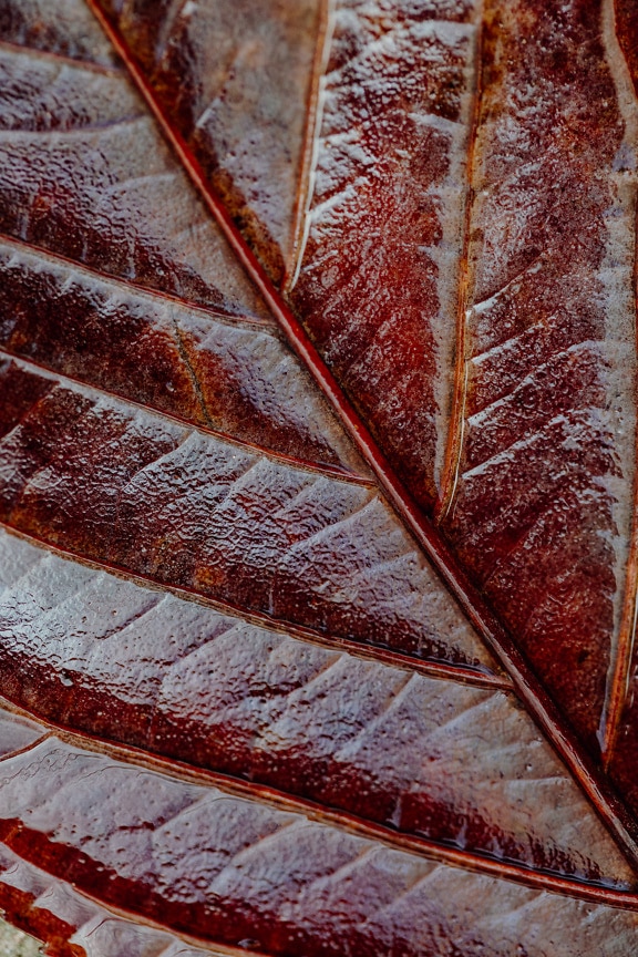 Dark vibrant orange yellow texture of leaf close-up macro texture