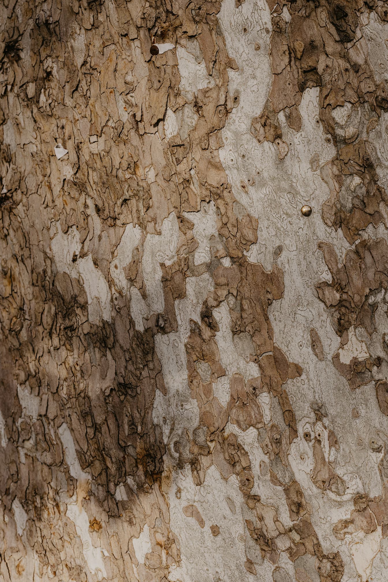 Geelachtige boomstam met het patroon van de schorsclose-up