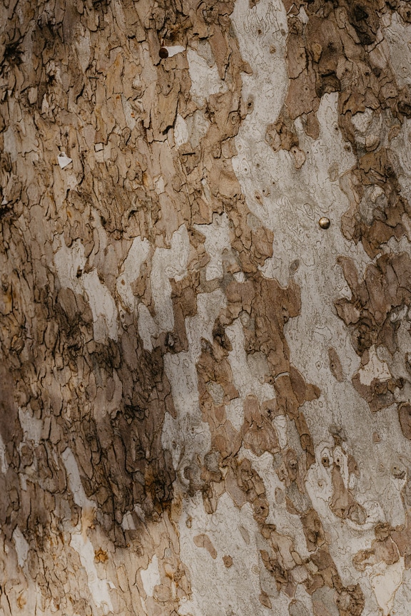 Tronc d’arbre jaunâtre avec motif rapproché d’écorce