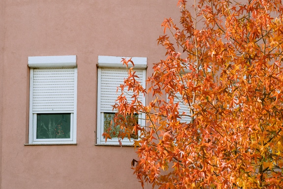 Daun kuning oranye di depan rumah dengan jendela putih
