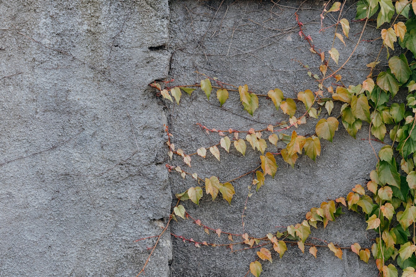 Zielonkawożółte liście bluszczu na gałęziach na cementowej ścianie