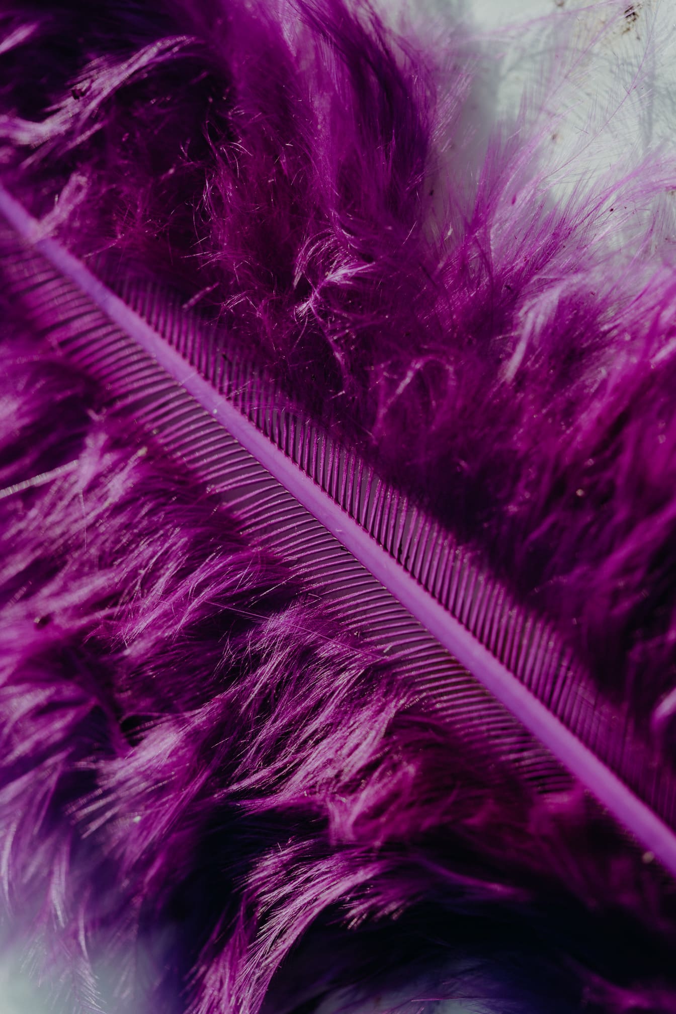 羽毛の鮮やかな紫色の接写テクスチャ