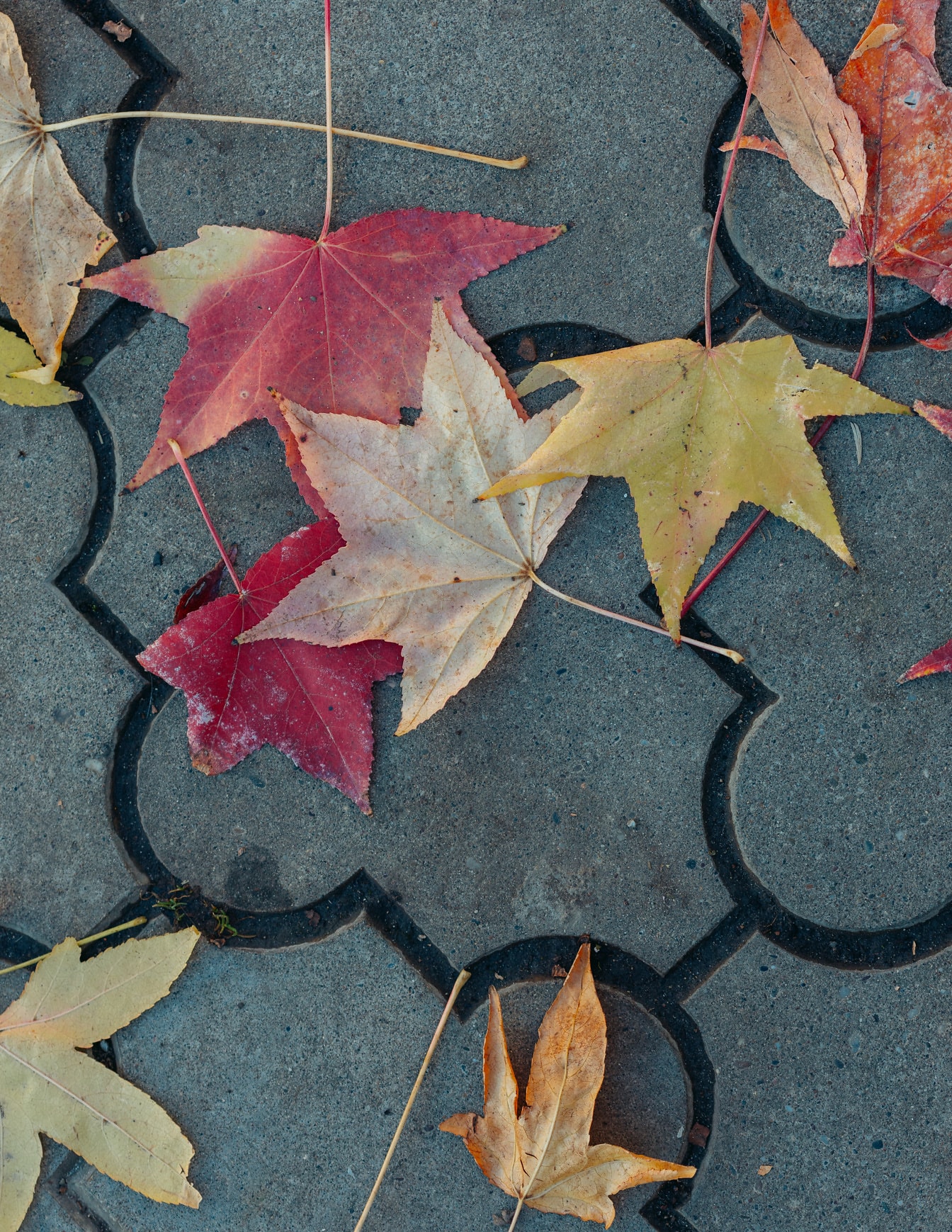 Разноцветные кленовые листья на текстуре бетонного тротуара