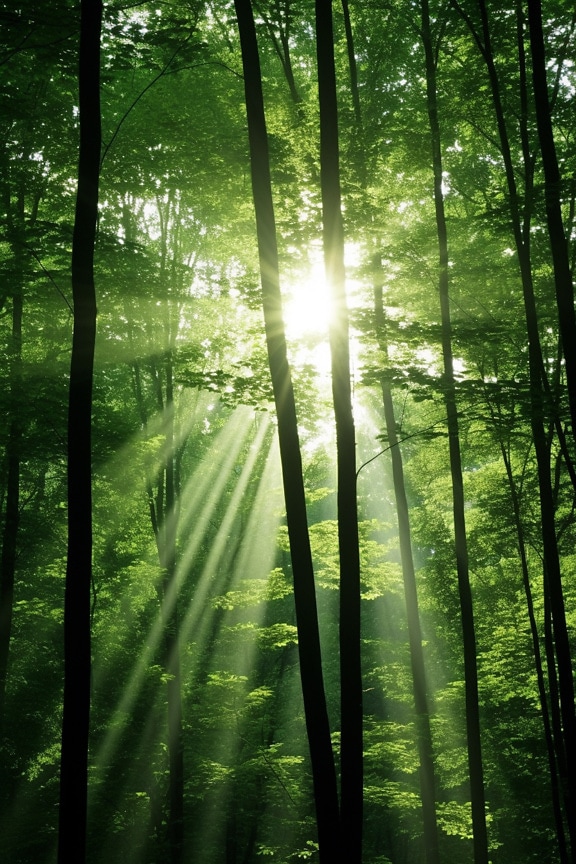 grønne, skog, solstrålene, morgen, skygge, trær, treet