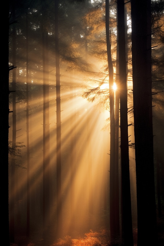 Yellowish brown blurry sunrays in forest with shadow of trees