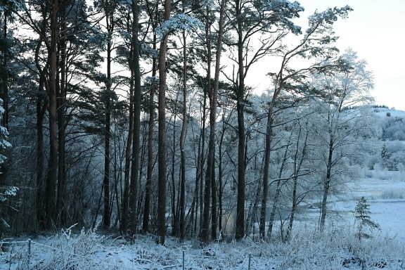 Zi de iarnă pe malul lacului cu copaci înzăpeziți