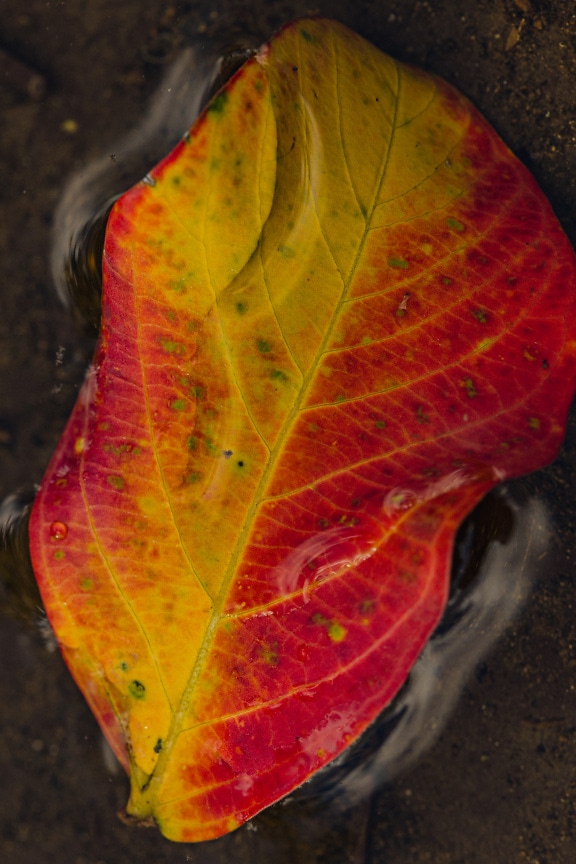 Vibrant yellow and dark red autumn leaf in water close-up