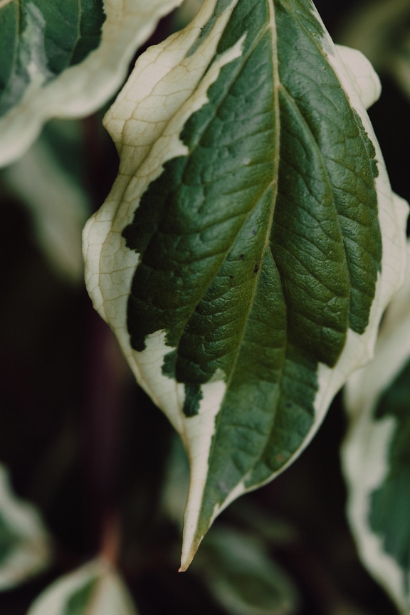 Dunkelgrünes Blatt mit weißen Flecken Riesenhartriegel (Cornus controversa)