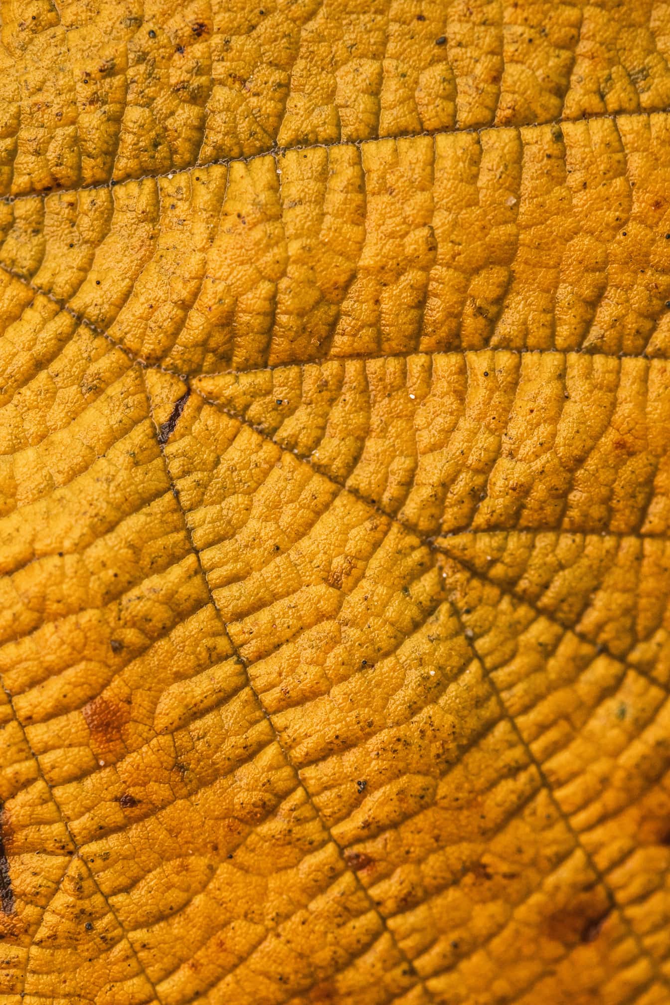 De geelachtige bruine textuur van de de fotografieclose-up van de bladmacrofotografie
