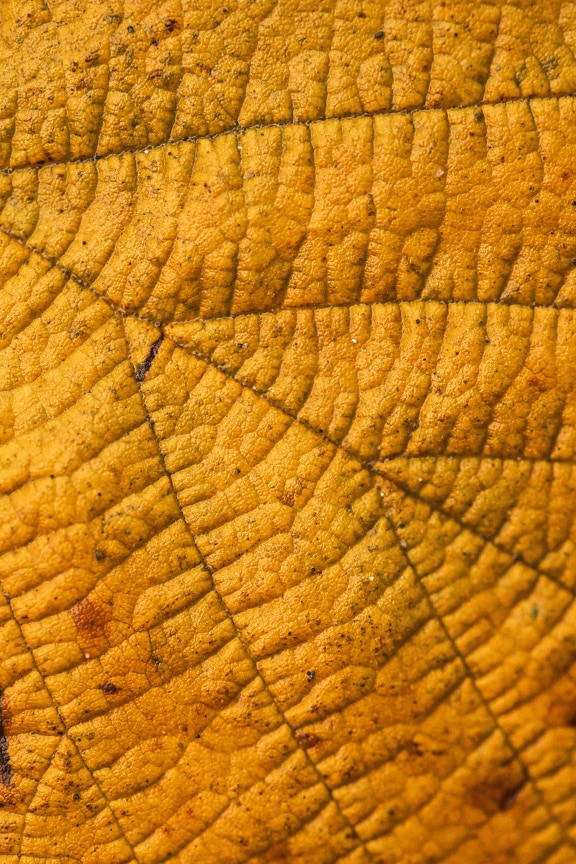 Makrofotografering med gulbrune blader