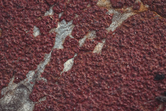 Dark red old dry paint on wooden plank close-up