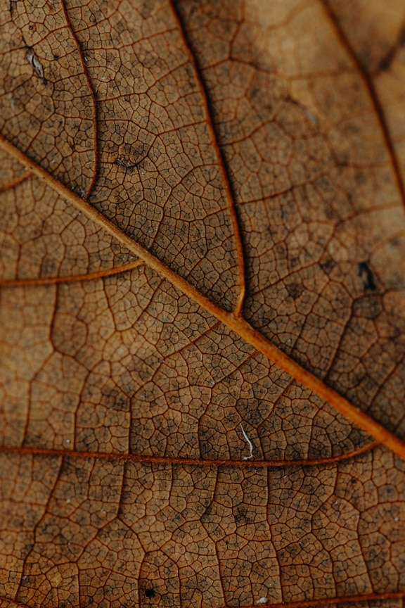 Macro photograph of dry yellow leaf close-up