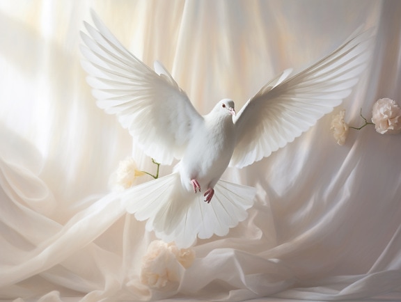 Photomontage of white pigeon flying with beige curtain as background